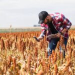 Desarrollan en Sancti Spíritus proyecto para la producción de sorgo