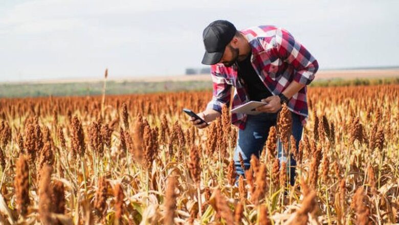 Desarrollan en Sancti Spíritus proyecto para la producción de sorgo