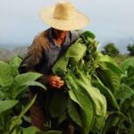 Se consolida Cabaiguán a la vanguardia del sector tabacalero en la provincia (+Audio)