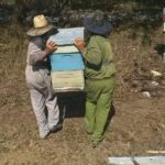 La colmena recorta la miel