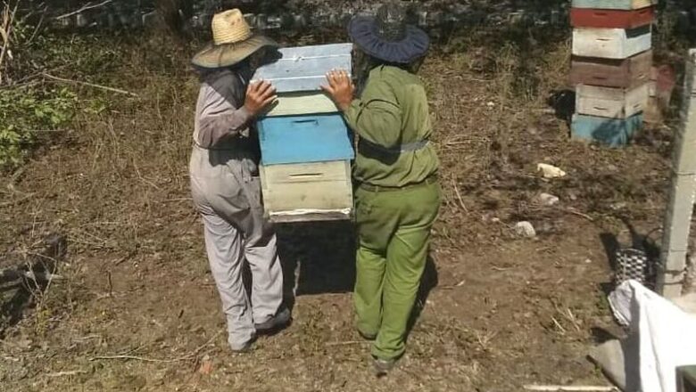 La colmena recorta la miel
