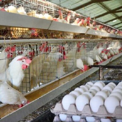 Sancti Spíritus: Huevos “cooperados” intentan sostener distribución a pequeña escala