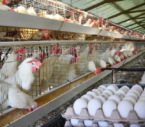 Sancti Spíritus: Huevos “cooperados” intentan sostener distribución a pequeña escala