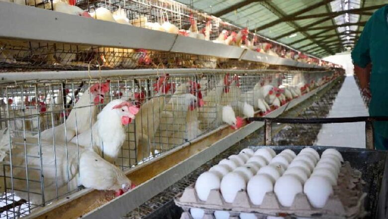 Sancti Spíritus: Huevos “cooperados” intentan sostener distribución a pequeña escala