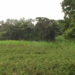 ¿Cabaiguán tiene deudas con el medio ambiente? (+Fotos)