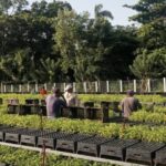Vivero tecnificado de Pitajones por la ruta de la miel