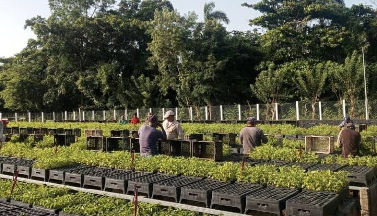Vivero tecnificado de Pitajones por la ruta de la miel