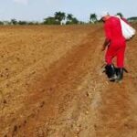 Campesinos cabaiguanenses por incrementar las producciones en actual campaña de frío (+Audio)
