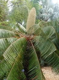 plantas endémicas 