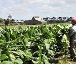 Ratifican productores cabaiguanenses compromiso de impulsar el desarrollo del tabaco en la región (+Audio)