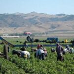 Se pierden 1,2 millones de trabajos realizados por inmigrantes en EE.UU.