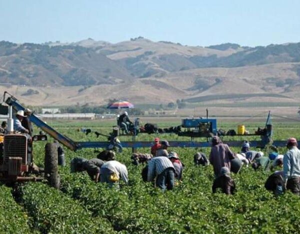 Se pierden 1,2 millones de trabajos realizados por inmigrantes en EE.UU.