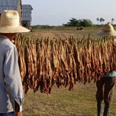 Sancti Spíritus ensarta otra vez la ruta del tabaco