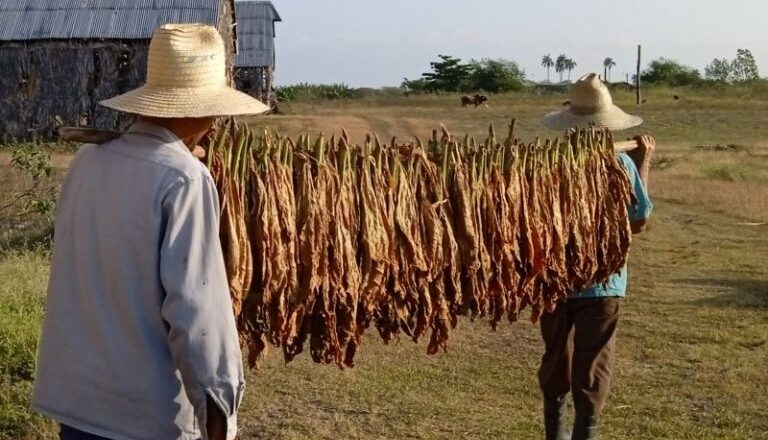 Sancti Spíritus ensarta otra vez la ruta del tabaco
