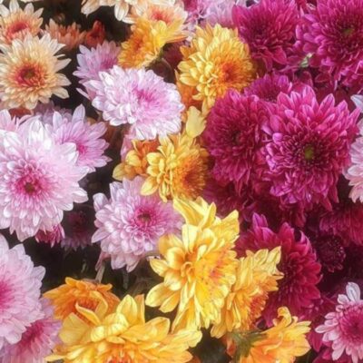 Flores de octubre