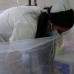 Higiene en Sancti Spíritus mantiene estrecha vigilancia sobre las arbovirosis