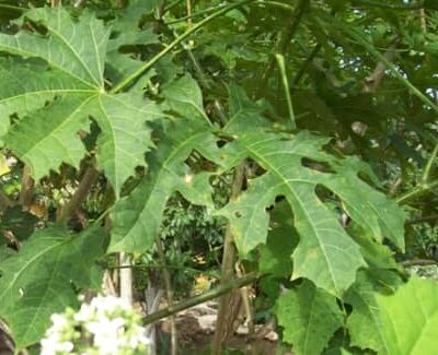 La Chaya: el Salva Hombre que debemos consumir a menudo