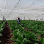 A 85 años de su creación la Experimental del Tabaco de Cabaiguán consolida resultados económicos e investigativos (+Audio)
