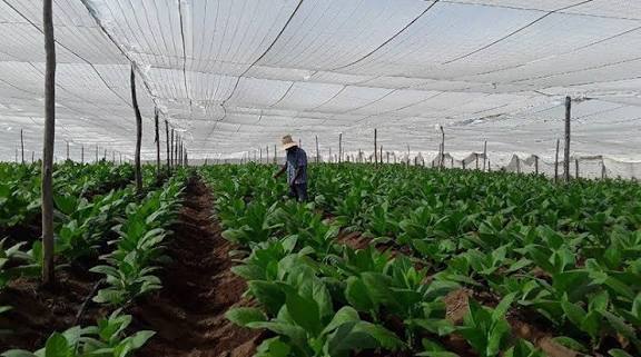A 85 años de su creación la Experimental del Tabaco de Cabaiguán consolida resultados económicos e investigativos (+Audio)