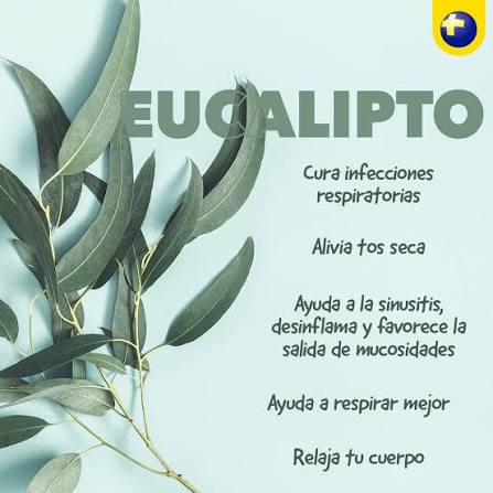 eucalipto