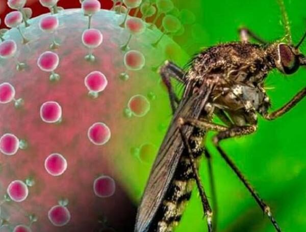 Autoridades sanitarias en Cuba insisten en prevención de arbovirosis