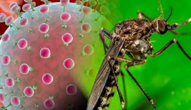 Autoridades sanitarias en Cuba insisten en prevención de arbovirosis