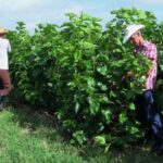 Empresa Pecuaria Venegas en la ruta de la capacitación