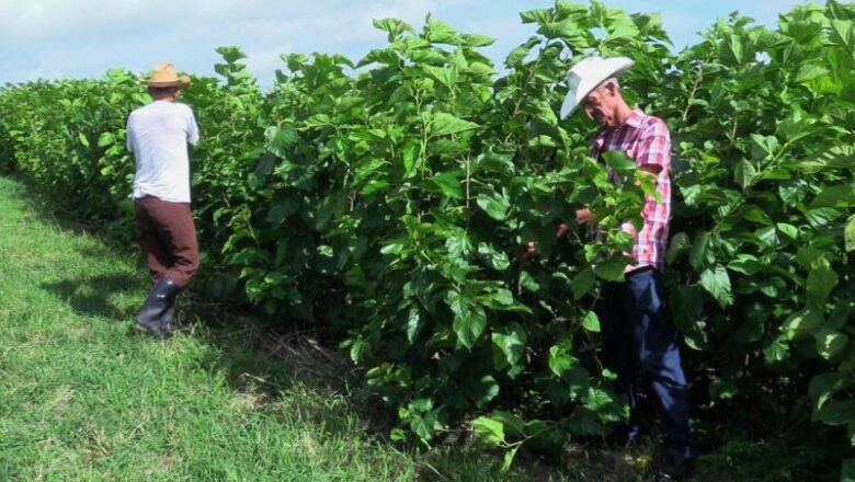 Empresa Pecuaria Venegas en la ruta de la capacitación