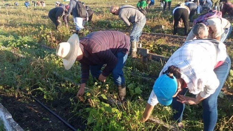 La voluntad que el Che nos legó