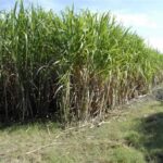 Apuestan investigadores de la Experimental de la Caña de Sancti Spíritus por el uso de la ciencia para incrementar eficiencia (+Audio)       