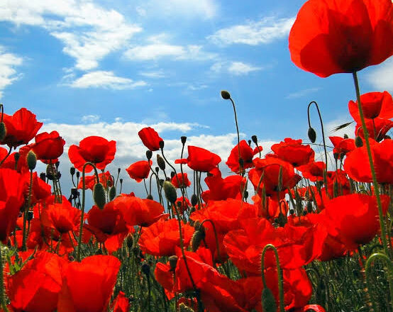 Las amapolas: una planta de muchos beneficios