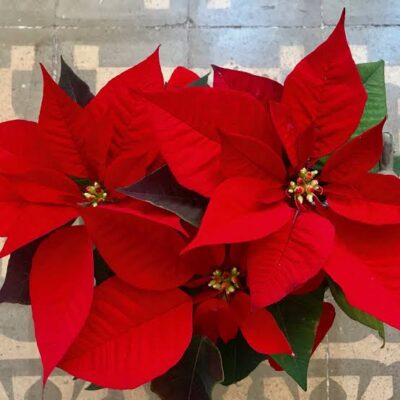 La Flor de Pascua: sinónimo de navidad