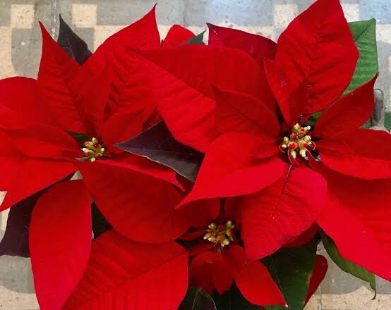 La Flor de Pascua: sinónimo de navidad