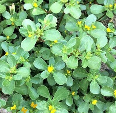 La Verdolaga: una planta con propiedades nutricionales y medicinales