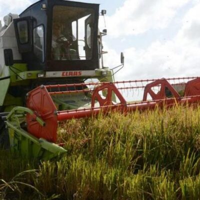 Sancti Spíritus: oportunidad rusa a favor del arroz