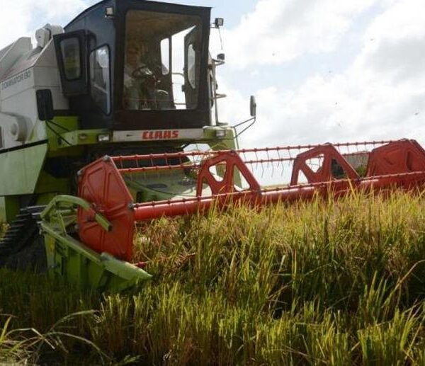 Sancti Spíritus: oportunidad rusa a favor del arroz