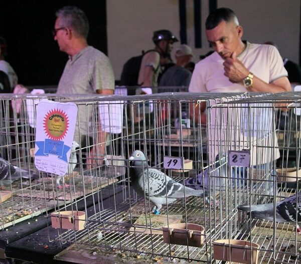 Federación Colombófila de Cuba premia en tierras del Yayabo