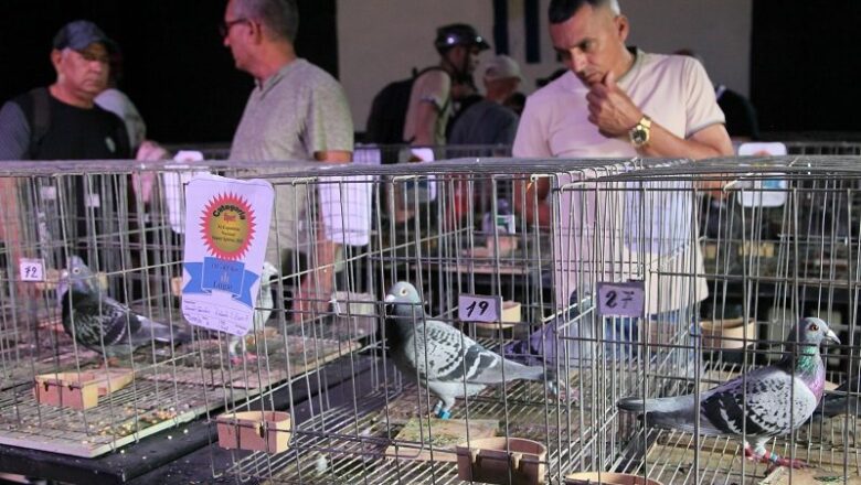 Federación Colombófila de Cuba premia en tierras del Yayabo