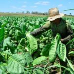 La columna del navegante: ¿Una brújula para enrumbar la economía cubana?