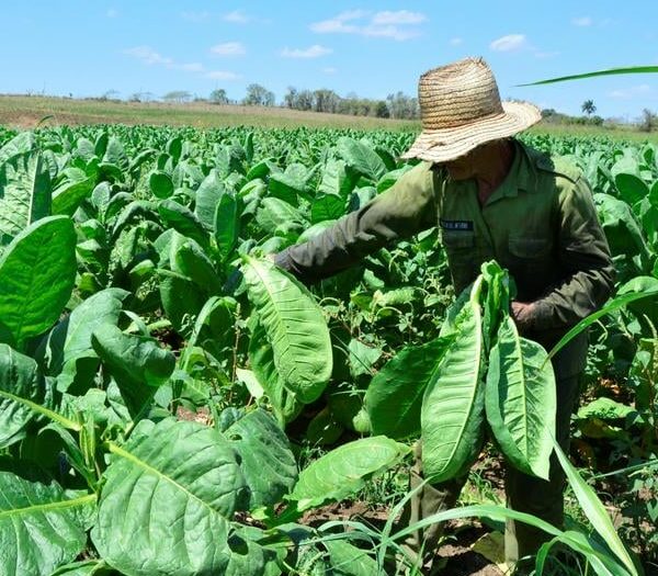 La columna del navegante: ¿Una brújula para enrumbar la economía cubana?