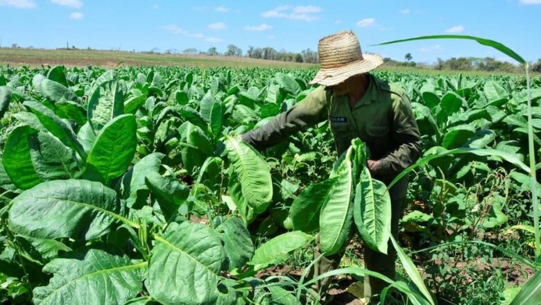 La columna del navegante: ¿Una brújula para enrumbar la economía cubana?