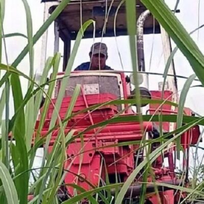 El reto para obtener caña