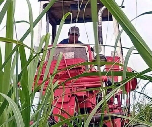 El reto para obtener caña