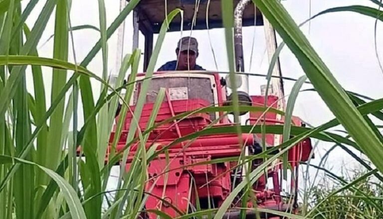 El reto para obtener caña