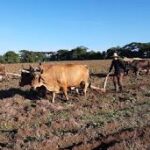 Proyecta la agricultura de Cabaiguán superar resultados productivos del año anterior durante este 2026 (+ Audio)