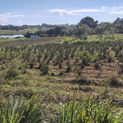 Plantas Medicinales para la vida