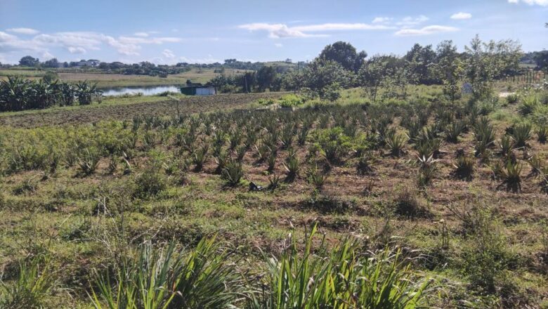 Plantas Medicinales para la vida