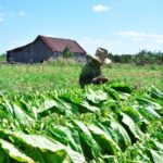 La vega resucita en Sancti Spíritus