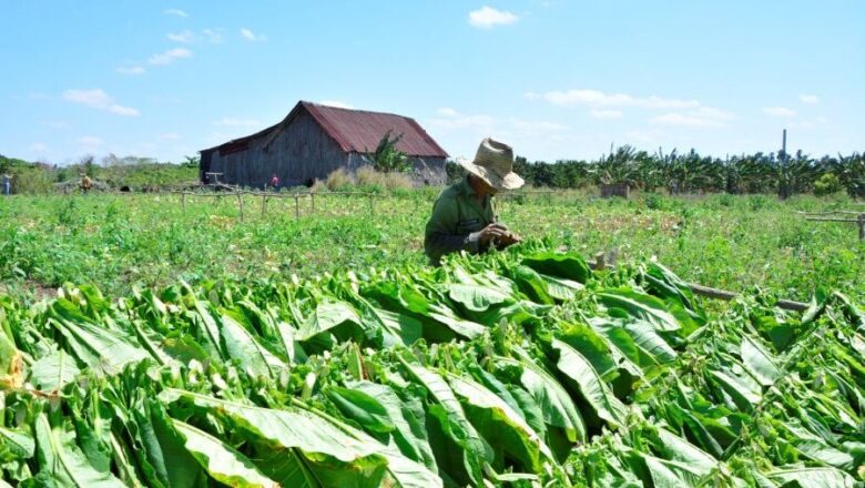 La vega resucita en Sancti Spíritus