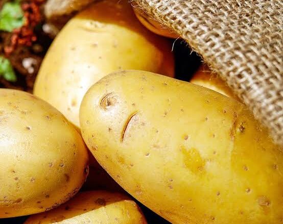 Escasez de semilla ocasiona significativa disminución de los niveles de producción de papa en Cabaiguán este año (+Audio)